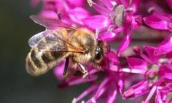 77531-apiculture-apiculteur_w_280